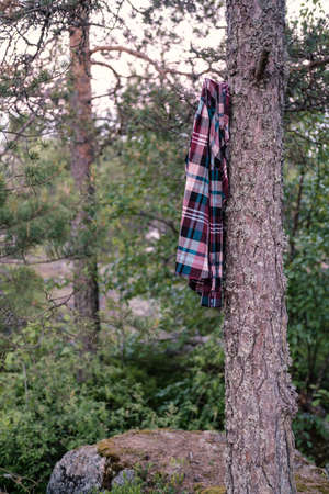 Forgotten, lost plaid shirt hanging on a pine tree in the forest, the campsite.の写真素材