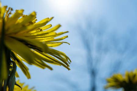 Flower dandelion on a background of blue sky and tree. Blooming taraxacum. Macro.の写真素材