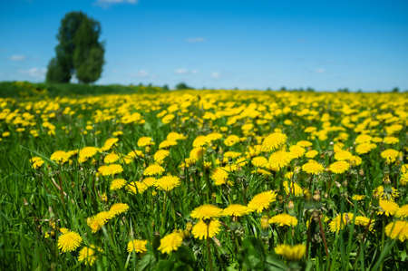 Beautiful meadow with blooming dandelions, Taraxacum, against the blue sky, in the countryside, on a sunny day. Rural landscape.の写真素材