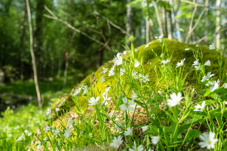 Beautiful white flowers blooming in moss and grass on a hill in the forest against a background of trees, on a sunny day.の写真素材