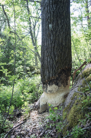 Beaver gnawed the trunk of a large aspen, a wild animal destroys, cuts trees to build a dam. Lifestyle, wildlife.の写真素材