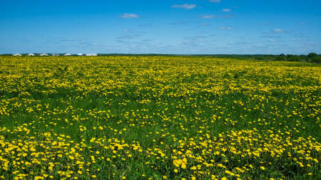 Field with blooming dandelions, Taraxacum, against a blue sky, in the countryside, on a sunny day. Beautiful rural landscape.の写真素材