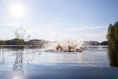 Splash and circles on the water after a man jumped into a clean, forest lake, against the backdrop of trees and the sky.の写真素材