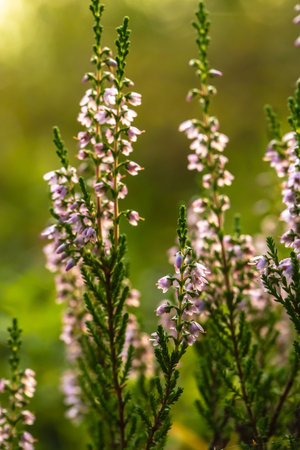 Bright, beautiful, lilac-pink bunch of common heather Calluna vulgaris, in the forest, on a blurred background. Vertical shot.の写真素材