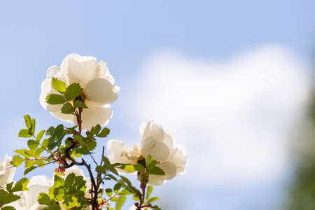 Beautiful, fragrant white rose blossoms against the blue sky and clouds on a hot summer day. Copy space.の写真素材