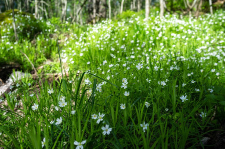 Beautiful white flowers blooming in the grass near the forest path against the background of a tree, on a summer day.の写真素材