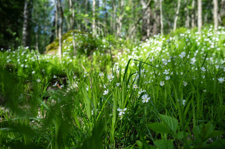 Gorgeous small flowers bloom in the green grass against the backdrop of the forest.の写真素材