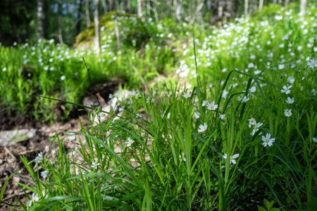 Beautiful white flowers blooming in the grass near the forest path against the background of a tree, on a summer day.の写真素材