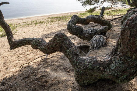 Powerful winding pine trunk, on the sandy seashore, on a summer day.の写真素材