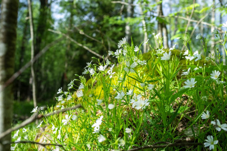 Beautiful white flowers blooming in moss and grass on a hill in the forest against a background of trees, on a sunny day.の写真素材