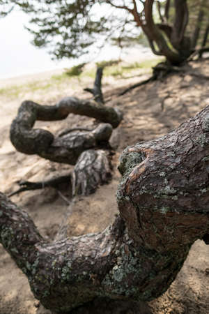 Powerful winding pine trunk, on the sandy seashore, on a summer day.の写真素材