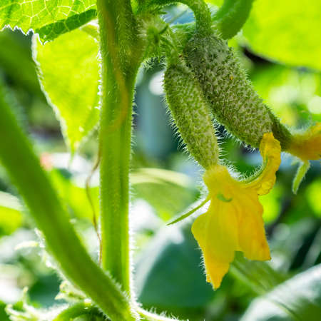 Small cucumbers with yellow flowers in a greenhouse, against a background of greenery.の写真素材