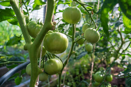 Small, unripe green tomatoes in a greenhouse, in a vegetable garden, on a summer day.の写真素材