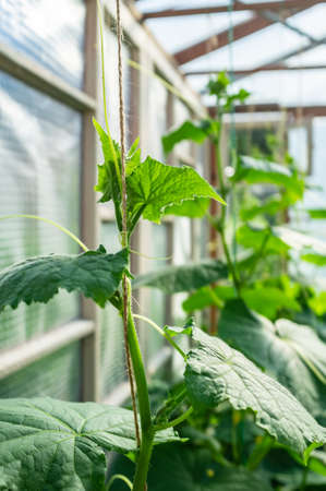 Growing cucumbers in a greenhouse. Green stems with large leaves are tied to a rope in the garden.の写真素材