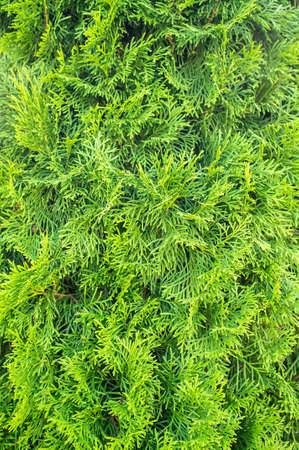 Beautiful evergreen juniper bush, on a summer day. Background.の写真素材