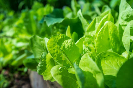 Green lettuce leaves in the sun, in the garden on a summer day. Agriculture.の写真素材