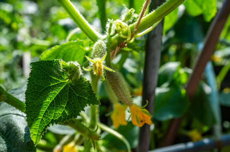 Small cucumbers with yellow flowers in a greenhouse, against a background of greenery.の写真素材