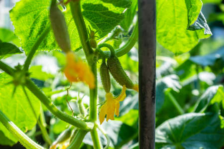 Small cucumbers with yellow flowers in a greenhouse, against a background of greenery.の写真素材