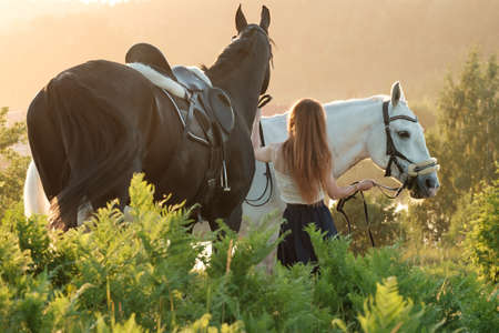 Woman walks her two horses holding them by the bridle, in a meadow, in the evening at sunset.の写真素材