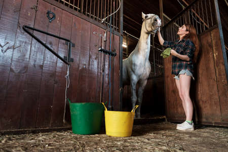 Horsewoman carefully cleans her horse in the stables, the animal rubs with a cloth soaked in a bucket of water.の写真素材
