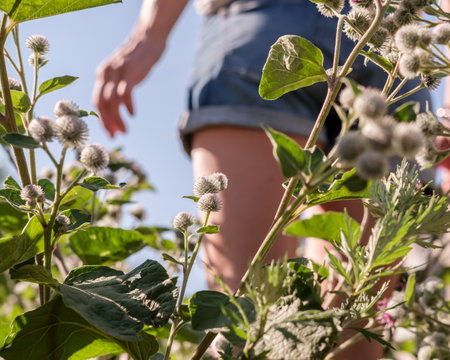 Burdock with fruits that stick to clothes, against the background of female legs in shorts, on a summer, sunny day. Bottom view.の写真素材