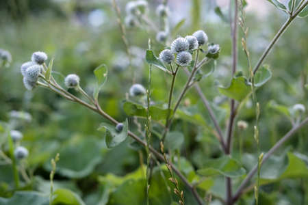 Perennial burdock plant with sticky, prickly fruits, on a summer day. Close-up.の写真素材