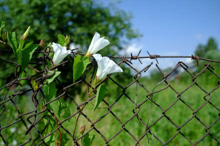 Climbing plant with beautiful white flowers on old rusty mesh fence, on background of green plants and blue sky in sunny summer day.の写真素材