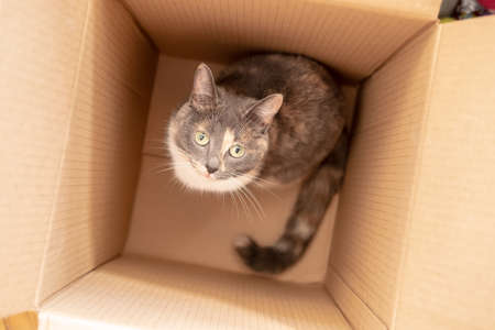 Cute curious cat got into a cardboard box and watching with interest. Top view.の写真素材