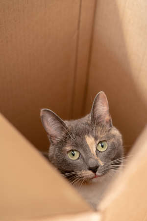 Head of a curious cat that has climbed into a cardboard box and looks with interest. Top view.の写真素材