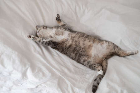 Cute, fat cat sleeping, lounging on the bed, in the summer heat. Siesta. Top view.の写真素材