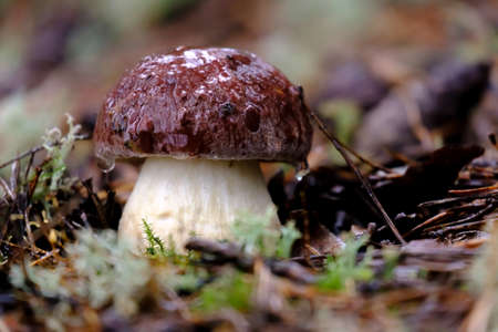 Boletus edulis in the forest in the rain. Delicious wild edible mushroom. Macro.の写真素材