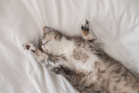 Cute, fat cat sleeping, lounging on the bed, in the summer heat. Siesta. Top view.の写真素材