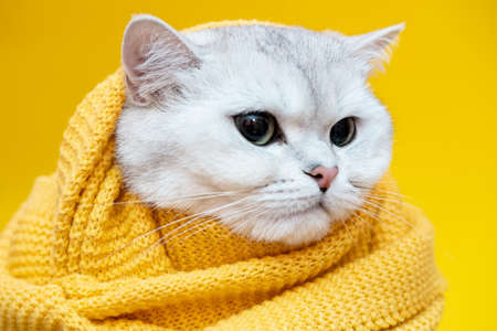 Serious British cat in a knitted yellow scarf strictly looks on a pink background. Ready for the cold winter.の写真素材