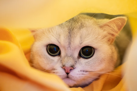 Cat in stress and depression, he was scared and hiding in a yellow plaid. Psychological concept. Animal preparing for the cold winter.の写真素材
