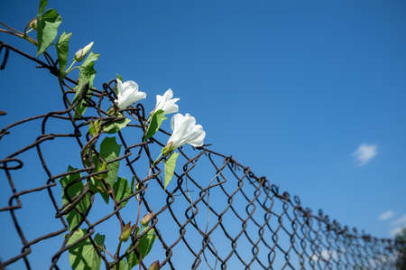 Climbing plant with beautiful white flowers on an old rusty mesh fence, against a blue sky, on a summer day.の写真素材