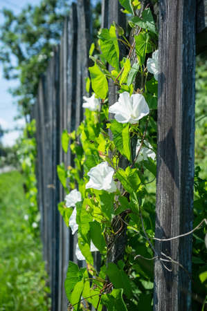 Climbing plant with beautiful white flowers on a metal fence on the background of greenery on a summer day.の写真素材
