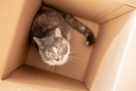 Cute curious cat got into a cardboard box and watching with interest. Top view.の写真素材