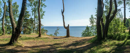 Beautiful morning landscape. Sandy shore with trees and a lake. Beautiful view.の写真素材