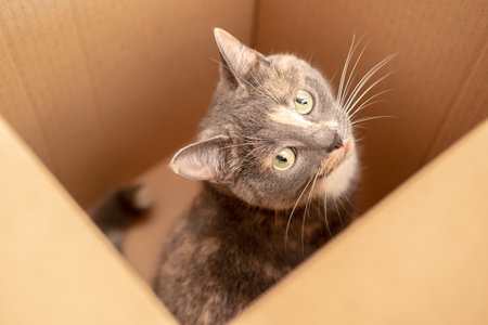 Charming curious cat got into a cardboard box and watching with interest. Top view.の写真素材