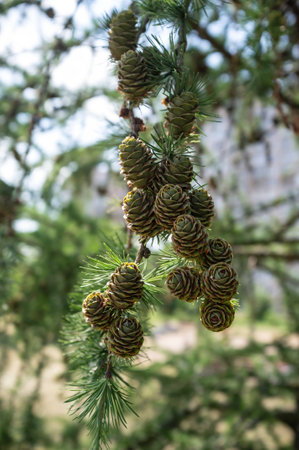 Bunches of young, green pine cones grow on the branches of trees, on a summer day, against a blurred background.の写真素材