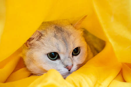 Cat in stress and depression, he was scared and hiding in a yellow plaid. Psychological concept. Animal preparing for the cold winter.の写真素材