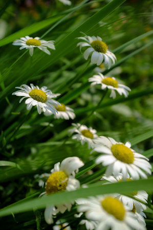 Beautiful chamomile flowers in the grass in the garden. Blooming leucanthemum against the backdrop of greenery.の写真素材