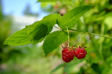 Ripe, tasty raspberries, on a blurred background of greenery. Harvest useful rubus idaeus berry.の写真素材