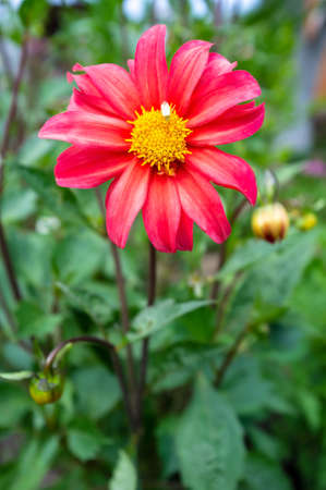 Beautiful flower with red petals and unblown buds, in the garden, on a blurred background.の写真素材
