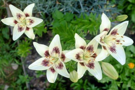 Beautiful blooming lilies, on a blurred background of greenery, in the garden. Top view.の写真素材