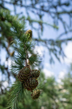 Bunches of young, green pine cones grow on the branches of trees, on a summer day, against a blurred background.の写真素材