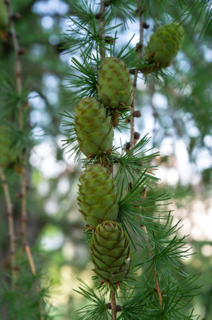 Bunches of young, green pine cones grow on the branches of trees, on a summer day, against a blurred background.の写真素材