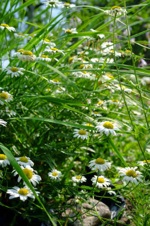 Beautiful bouquet of chamomile flowers in the grass in the garden. Blooming leucanthemum against the backdrop of greenery.の写真素材