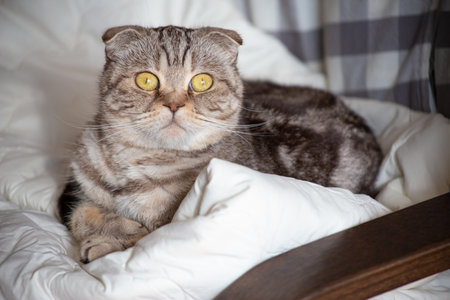Surprised Scottish Fold cat lies on an armchair and looks into the camera with big eyes on a blurred background.の写真素材