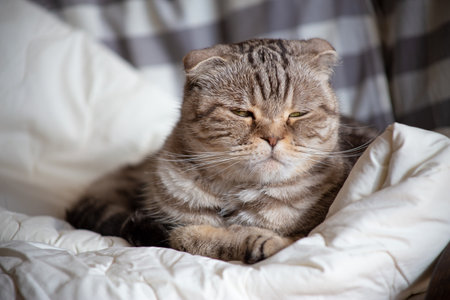Disgruntled Scottish Fold cat lies on an armchair and squints angrily against a blurry background of a home interior.の写真素材